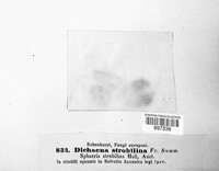 Sirococcus conigenus image